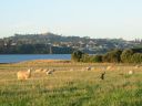 Kiwi_Esplanade_sheep.jpg